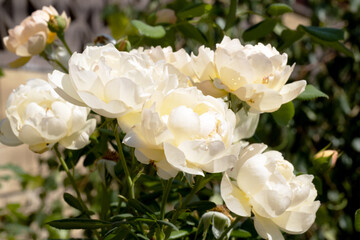 Elegant roses in the garden, captured close-up with delicate petals and soft hues. The composition symbolizes sophistication, love and the eternal charm of natural beauty.