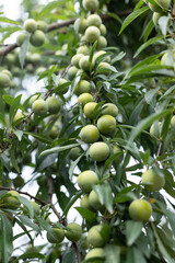 Plum fruit on a branch