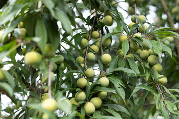Plum fruit on a branch