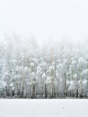 Naklejka premium snow covered trees in winter