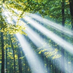 Sunbeams Filtering Through Lush Green Forest Canopy (1)