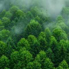 Verdant Canopy Enveloped in Misty Morning Air