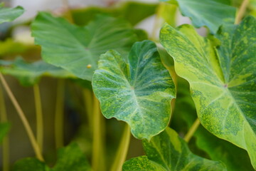 Colocasia esculenta, Lemon Lime Gecko or Colocasia or bicolor Colocasia