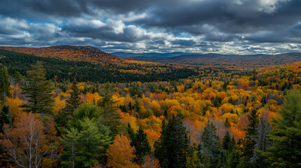 Obraz premium Scenic panoramic view of an autumn forest landscape, vibrant fall colors