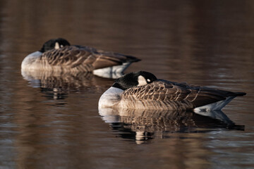 Canada geese sleeping on a lake