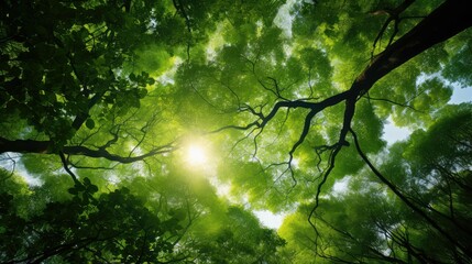 Fototapeta premium peaceful trees from below