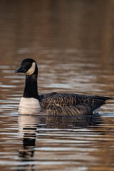 Canada goose swimming on a lake in the sunset