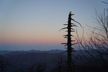 Obraz premium A majestic standing dead tree standing alone against the backdrop of a high mountain sunset