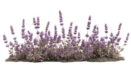 Naklejka premium Lavender transparent background
