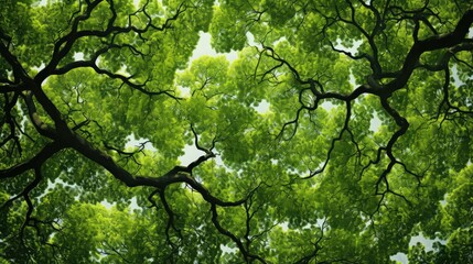 Fototapeta premium greenery trees canopy