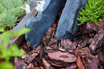 A Beautiful Forest Habitat Featuring a Camouflaged Frog Hidden Among Rocks and Mulch