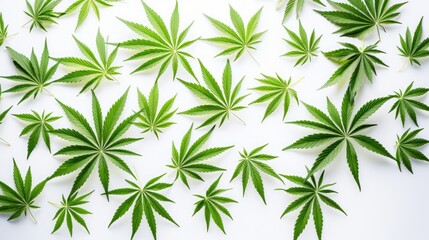 Obraz premium green cannabis leaf white background