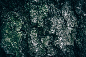 A close up of White Birch bark texture with green moss