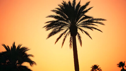 A shot of a tall singular palm tree against the sky while the sun is setting in orange and pink. The shot should be dreamy and vintage, realistic.
