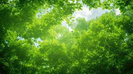 Fototapeta premium sunlight green background pattern