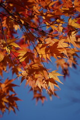 In autumn, maple leaves turn yellow and red