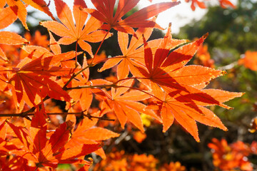 Red maple trees in autumn park