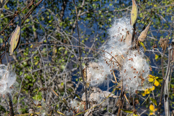 Open milkweed pods with seeds, daytime, sunny, nobody