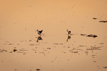 painted storks (Mycteria leucocephala) hunting and fishing in a lake in bangalore
