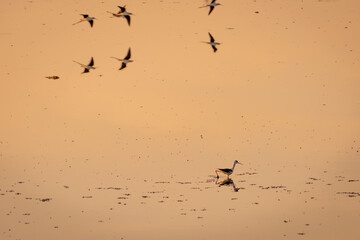 painted storks (Mycteria leucocephala) hunting and fishing in a lake in bangalore
