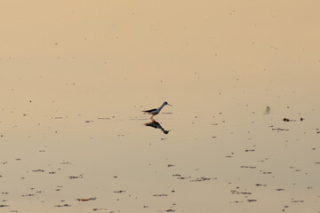 painted storks (Mycteria leucocephala) hunting and fishing in a lake in bangalore

