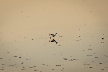 painted storks (Mycteria leucocephala) hunting and fishing in a lake in bangalore
