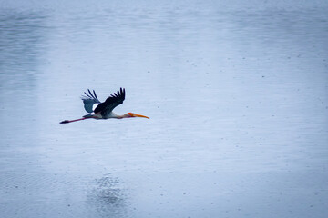 landscape of a beautiful lake nearby Bengaluru in Karnataka, India 