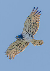 Biancone (Circaetus gallicus)