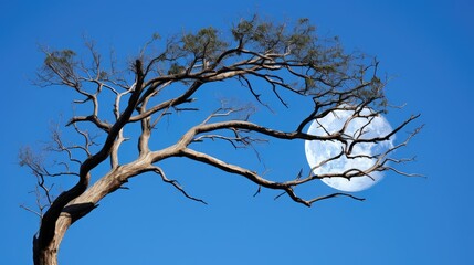 Obraz premium graceful half moon trees