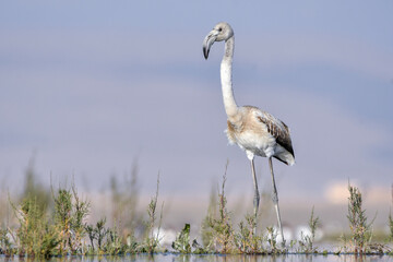 Juvenile Greater Flamingo Phoenicopterus roseus