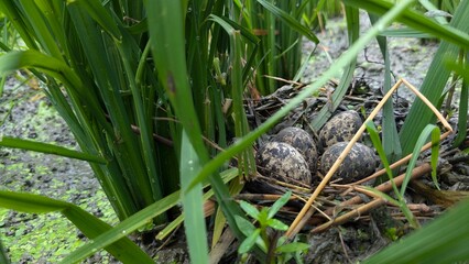 view of wild eggs under beautiful rice trees, wild bird eggs, nestlings on rice plants