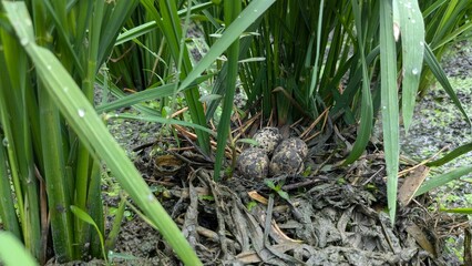 wild bird eggs in a clump of rice plants, wild bird nest with eggs in a rice field