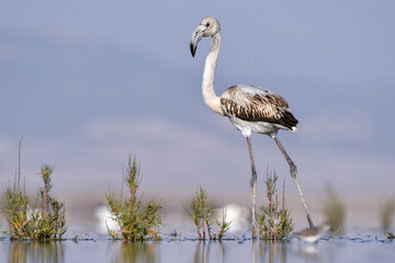 Juvenile Greater Flamingo Phoenicopterus roseus