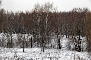 Snow covered tree branches in the park at the start of winter
