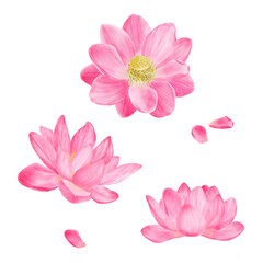 Lotus flowers with pink petals in floral set. Watercolor digital illustration. Indian lotus (Nelumbo nucifera) with yellow stamens, isolated on white background. Water lily for spa and zen theme