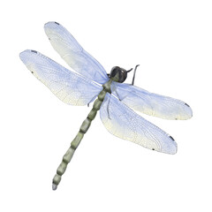 A graceful dragonfly with transparent wings and a segmented body. Watercolor digital illustration, isolated on a white background. The dragonfly has large light blue wings with visible veins.