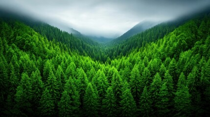 Obraz premium Dense Evergreen Forest in Misty Landscape