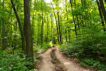 Fototapeta premium Forest path to the castle of Gymes