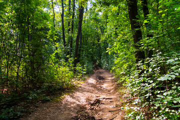 Obraz premium Forest path to the castle of Gymes