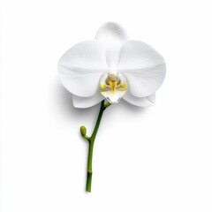 Obraz premium White Orchid Flower on a White Background