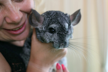 People care for and play with chinchillas.