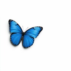 Blue Butterfly Isolated on White Background