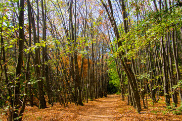 Obraz premium Forest path to the castle of Gymes