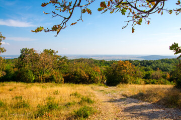 Fototapeta premium Glade and forest in the Gymes