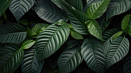 leaves coffee plant pattern