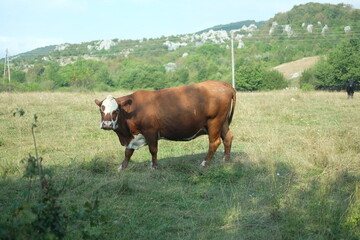 cows in the field