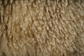 Close up of sheep wool texture for background. Animal wool texture.
