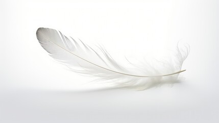 Obraz premium graceful feather white background