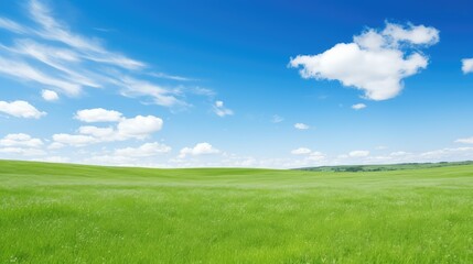 Obraz premium serenity green grass blue skies