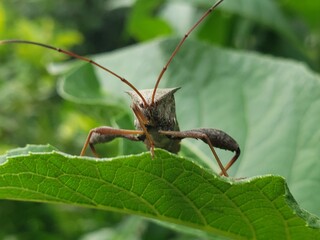 A Close-Up of a Brown Bug on a Green Leaf